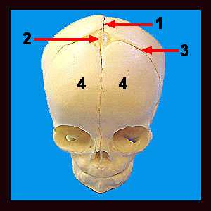 unit suture coronal skull sagittal bones frontal